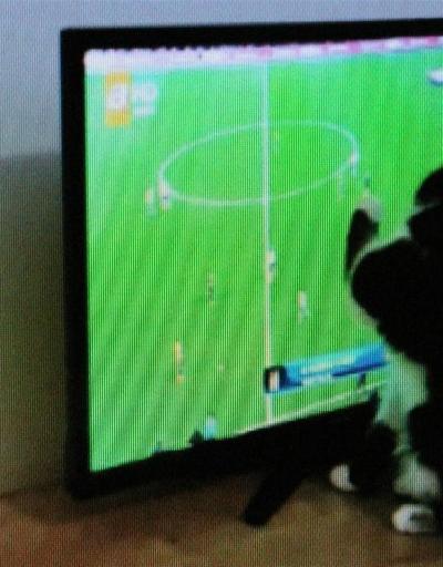 Fanatik kedi Feyyaz, Fenerbahçe-Beşiktaş derbisini böyle izledi
