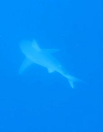 Doç.Dr. Gökoğlu: Akdenizde tehlikeli köpek balığı yok