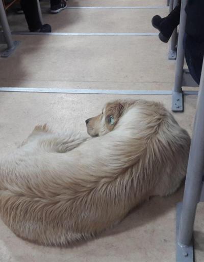 Üniversiteliler ıslanan köpeği sınıfa aldı