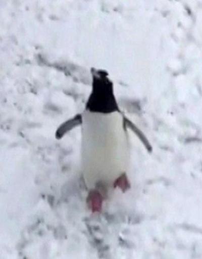 Kar gören masum penguen