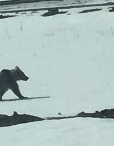 Sarıkamışta aç kalan yavru boz ayı kayak merkezine indi