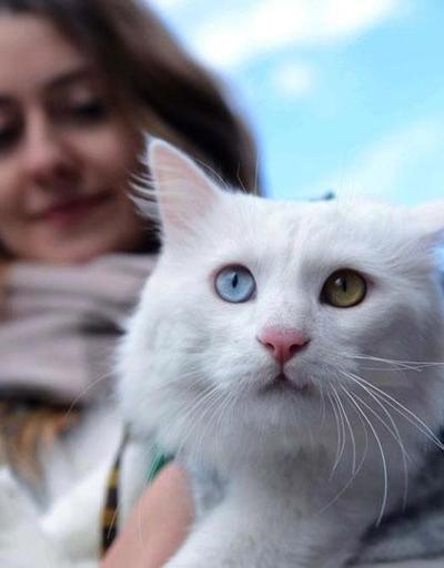 Sokakta bulduğu kedi güzellik yarışmasında birinci seçildi