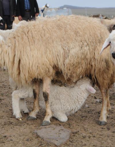 Tuncelide 6 bin lira maaşla çalışacak çoban bulunamıyor
