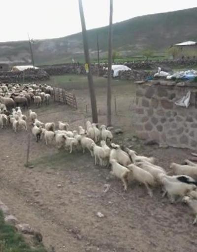 6 bin lira maaşla çalışacak çoban bulunamıyor