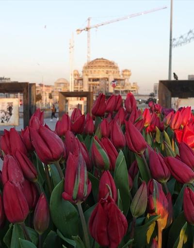 Taksim Meydanına 187 bin lale