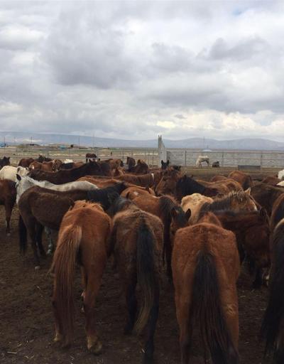 Konyadaki çiftlikte atlar ölüme terk edildi: 10u öldü, kalanları yetkililer kurtardı