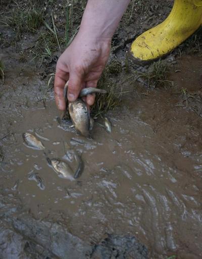 Tunca taşınca Kırkpınara sürüklenen balıklar nehre salındı