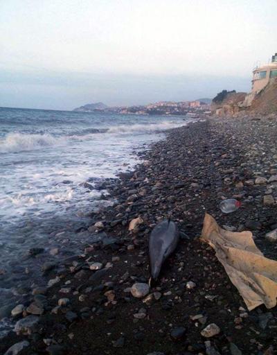 Zonguldakta kıyıya vurdu: Silahla vuruldu iddiası