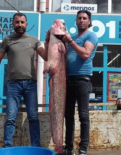 Balıkçıların oltasına dev yayın balığı takıldı