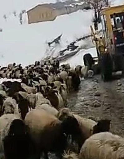 8 çoban ve 2 bin koyun dağda mahsur kaldı