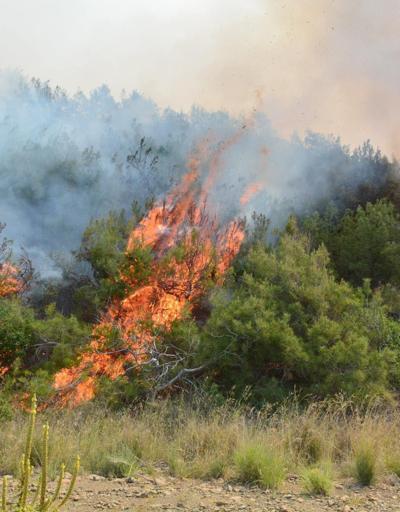Amanos Dağlarındaki yangın sürüyor 100 hektar kül oldu