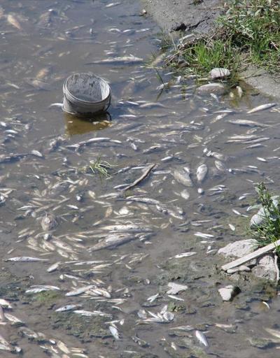 Yeşilırmakta toplu balık ölümleri