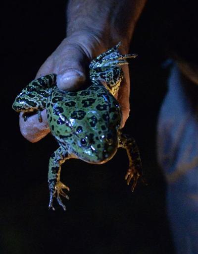 Kayseride yakalanan kurbağalar Avrupaya ihraç ediliyor