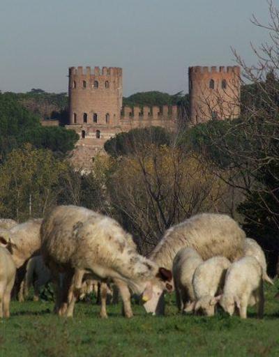 Roma’da parklardaki uzamış çimler ve yabani otlar koyunlara emanet