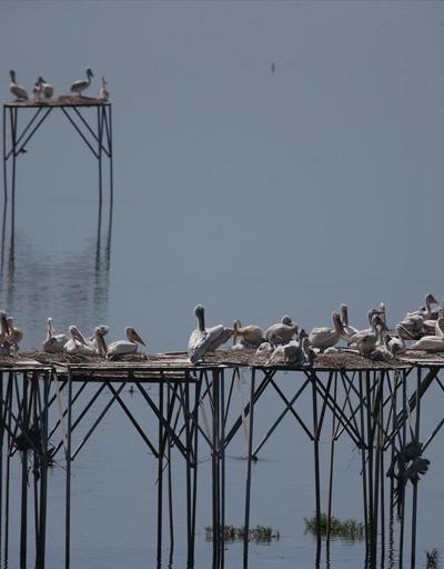 Tepeli pelikanlara yapay platformlu kuluçka desteği