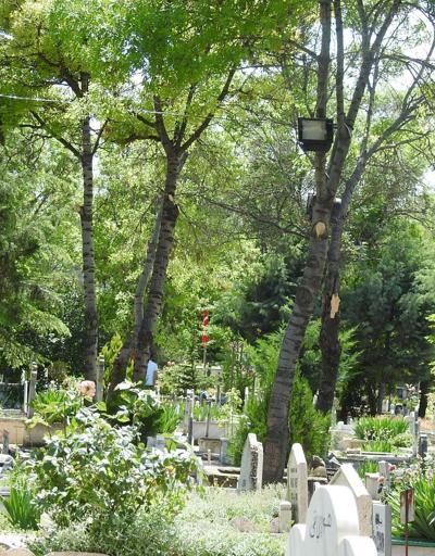 Çorum Belediyesi: Mezarlıktaki çalışma gizemli kıza özel yapılmadı