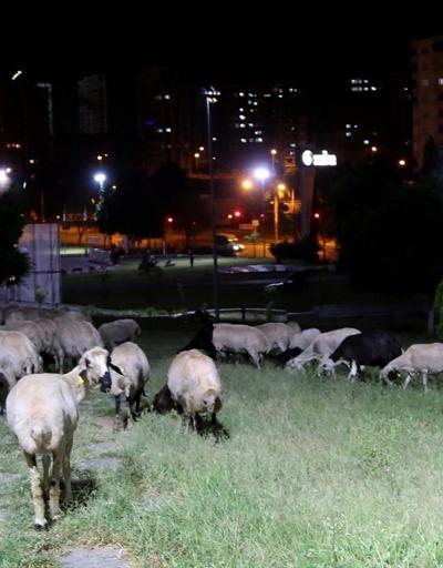Ağıldan kaçan koyunlar parkta bulundu