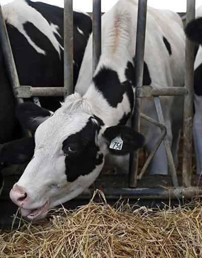 Karkas alım fiyatları ve çiğ süt desteği ne kadar olacak Son dakika haberleri