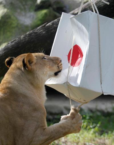 Kolombiya-Japonya maçını tahmin etmesi istenen aslanlar terör estirdi