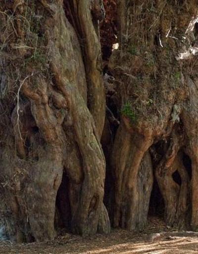 Dünyanın en yaşlı Porsuk Ağacı Zonguldakta