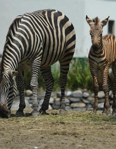 Bursa’da bir haftalık zebra yavrusu ilgi çekiyor