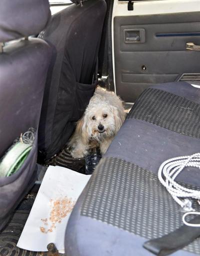 Köpek kilitli bırakıldığı otomobilde boğulacaktı, polis kurtardı