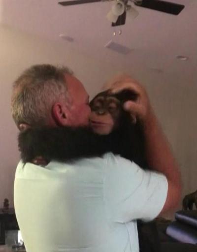 Vefalı şempanze: Onu iyileştirenlere böyle sevgi gösterdi