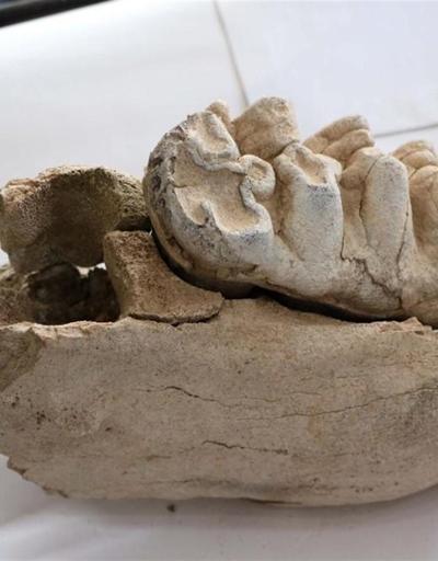 Yozgatta tarla süren çiftçi 9 milyon yıllık ’mamut’ fosili buldu