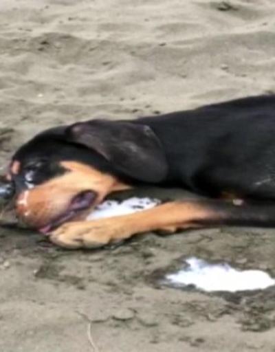 Trabzonda köpek katliamı