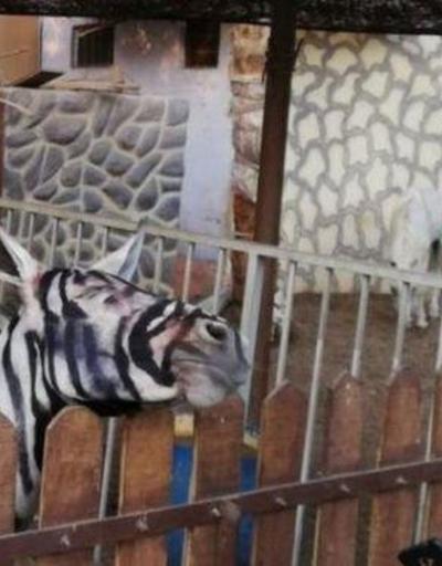 Hayvanat bahçesi eşeğin zebra olduğunu iddia ediyor