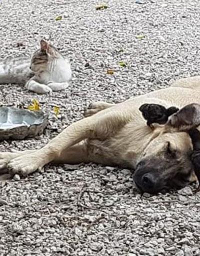 Annesini kaybeden civcivlere Aslan sahip çıktı