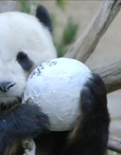 Dev pandanın doğum günü