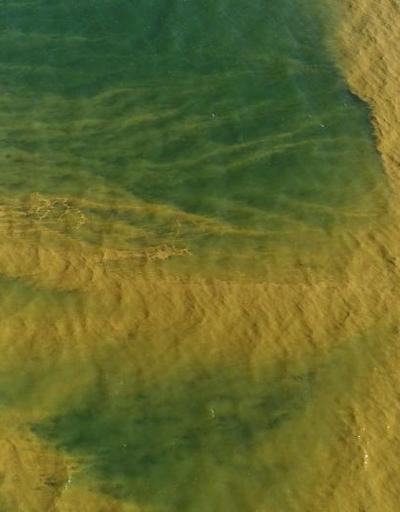 Florida zehirli alglerin istilasına uğradı