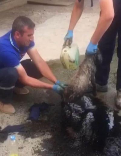 Zifte düşen köpekler hayvanseverler tarafından kurtarıldı