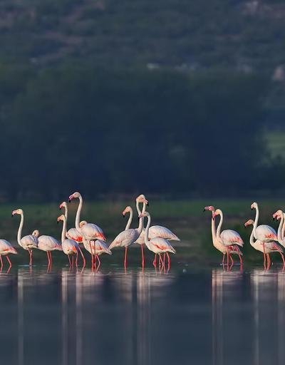 Flamingolar geri döndü
