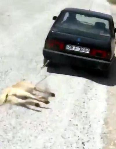 Köpeği otomobilin arkasında sürükleyen o sürücüye kamu davası