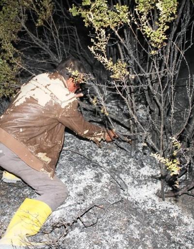 Ayvalıkta yangın: Zeytin ağaçları zarar gördü