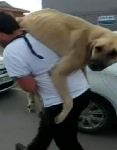 Hasta köpeği sırtında taşıdı