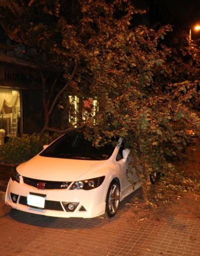 Şiddetli rüzgar İstanbulda ağaçları devirdi