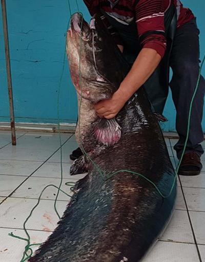 Görenlerin ağzı açık kaldı 2 metrelik yayın balığı yakalandı