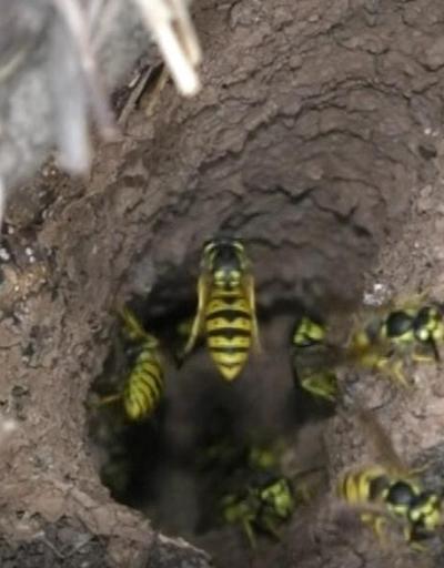 Katil arıların vahşi yaşam alanı görüntülendi