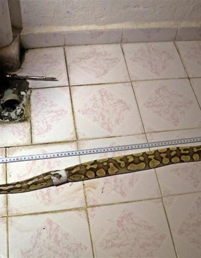 Arefin arkadaşına yılan cezası