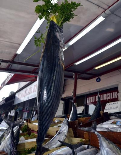 Karadenizde balıkçıların ağına bir metrelik torik takıldı