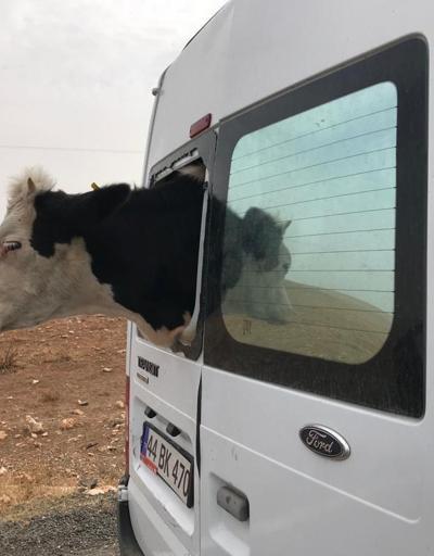 Önce minibüsü sonra da inekleri çaldılar