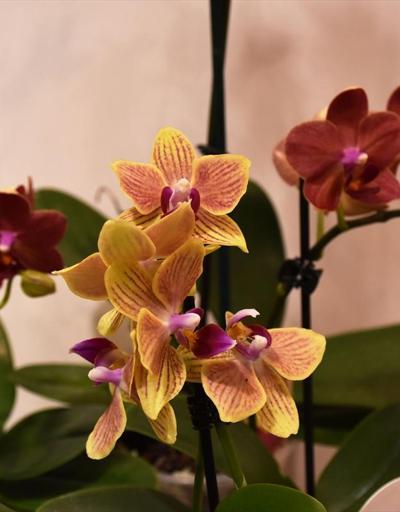 Marmaris orkidelerle renklendi