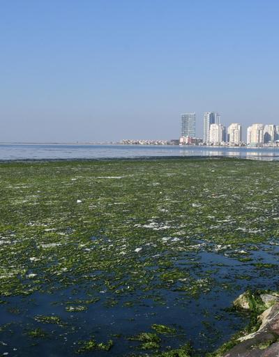 İzmir Körfezini kaplayan deniz marullarıyla ilgili korkutan açıklama