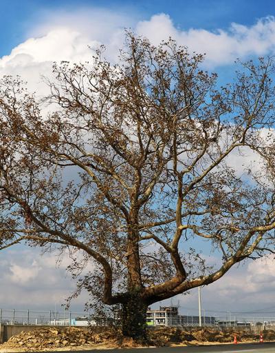 270 yıllık çınar ağacının zarar görmemesi için yol projesi değişti