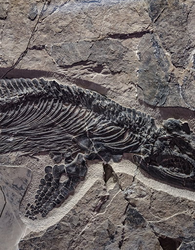 300 milyon yıllık sürüngen fosili bulundu