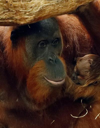 Orangutanı 6 yıl genelevde çalışmaya zorladılar