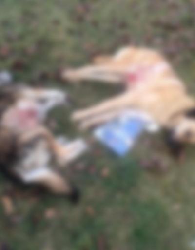 Ankarada köpek katliamı: 8 köpeği zehirlediler